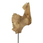 Real Human Partial Skull on Stand – 54 g