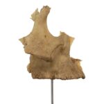 Real Human Partial Skull on Stand – 54 g