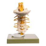 Replica Human Occipital and Neck Model