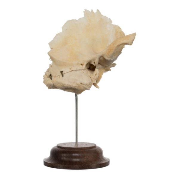 Real Human Articulated Temporal Bone on Stand – 78 g