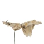 Real Human Articulated Temporal Bone on Stand