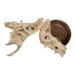 Real Human Articulated Temporal Bone on Stand