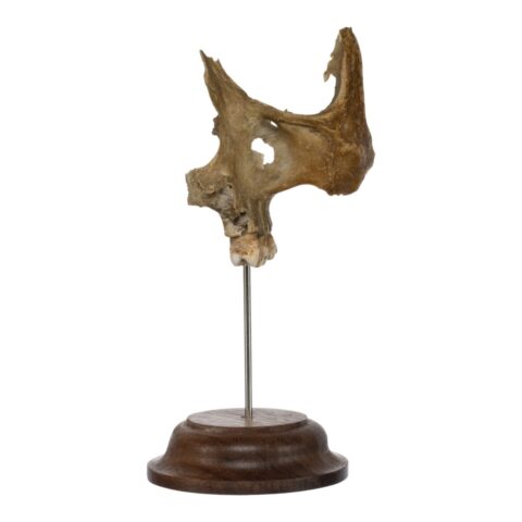 Real Human Partial Skull on Stand - 58 g