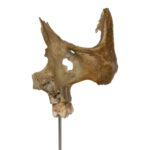 Real Human Partial Skull on Stand – 58 g