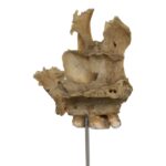 Real Human Partial Skull on Stand – 58 g