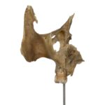 Real Human Partial Skull on Stand – 58 g