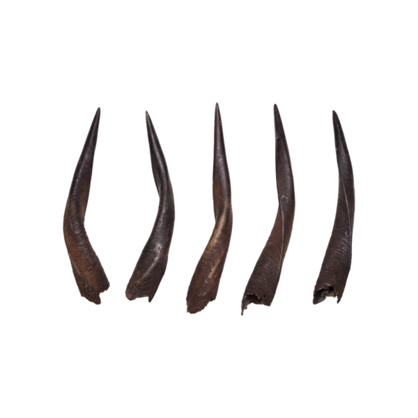 Real Bushbuck Horn – Single