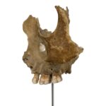Real Human Partial Skull on Stand – 58 g