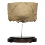 Real Human Partial Skull on Stand – 272 g
