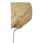 Real Human Partial Skull on Stand – 272 g