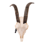 Real Domestic Goat Skull – Small (Single)