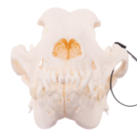 Real Domestic Dog Skull – Mastiff