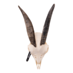 Real Domestic Goat Skull – Small (Single)