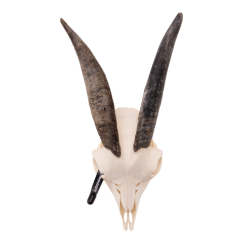 Real Domestic Goat Skull - Small (Single)