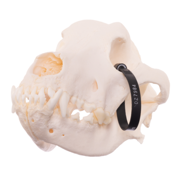 Real Domestic Dog Skull – Mastiff