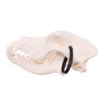 Real Domestic Dog Skull – Mastiff