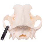 Real Domestic Dog Skull – Mastiff