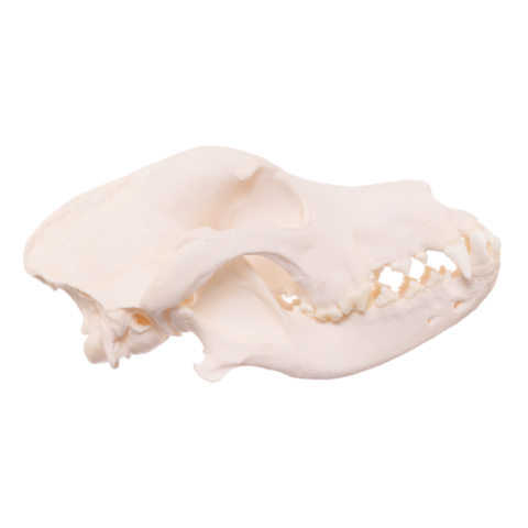 Real Domestic Dog Skull - Mastiff