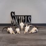 Real Domestic Goat Skull – Small (Single)