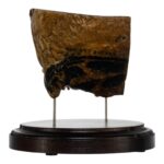 Real Human Partial Skull on Stand – 246 g