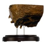 Real Human Partial Skull on Stand – 246 g