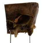 Real Human Partial Skull on Stand – 246 g