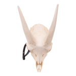 Real Domestic Goat Skull without Horns – Single
