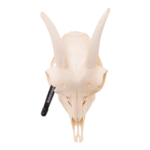 Real Domestic Goat Skull without Horns – Single