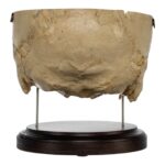 Real Human Partial Skull on Stand – 308 g
