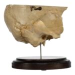 Real Human Partial Skull on Stand – 308 g