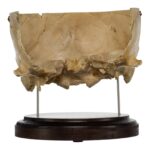 Real Human Partial Skull on Stand – 308 g