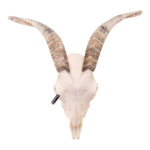 Real Domestic Goat Skull – Medium (Single)