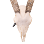 Real Domestic Goat Skull – Medium (Single)