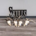 Real Domestic Goat Skull – Medium (Single)