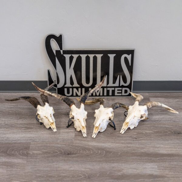 Real Domestic Goat Skull – Medium (Single)