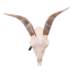 Real Domestic Goat Skull – Large (Single)