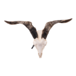 Real Domestic Goat Skull – Large (Single)