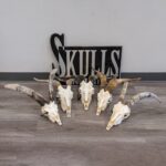 Real Domestic Goat Skull – Large (Single)