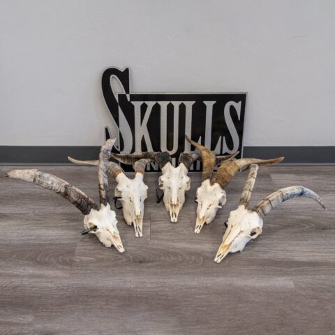 Real Domestic Goat Skull - Large (Single)