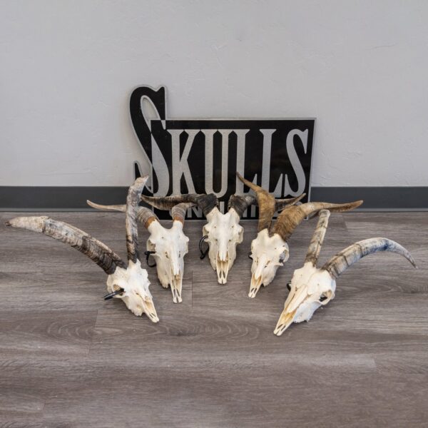 Real Domestic Goat Skull – Large (Single)