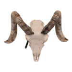 Real Domestic Ram Skull – Small
