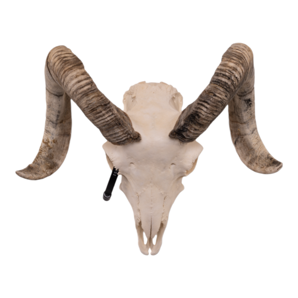 Real Domestic Ram Skull – Small