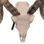Real Domestic Ram Skull – Small