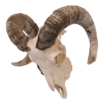Real Domestic Ram Skull – Small