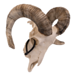 Real Domestic Ram Skull – Small