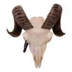 Real Domestic Ram Skull – Small