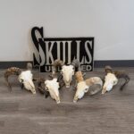Real Domestic Ram Skull – Small