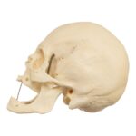 Real Research Quality Human Skeleton – Disarticulated (Pathology)