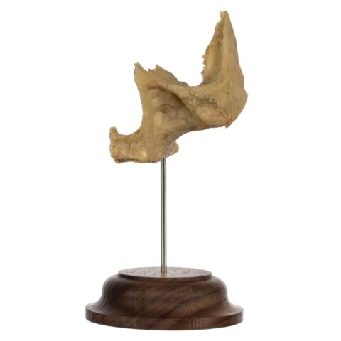 Real Human Partial Skull on Stand - 70 g