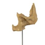 Real Human Partial Skull on Stand – 70 g